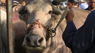 عزوف المصريين عن شراء الأضاحي.. ولحوم العيد 