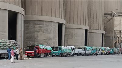 شون وصوامع المنيا تواصل استقبال القمح 