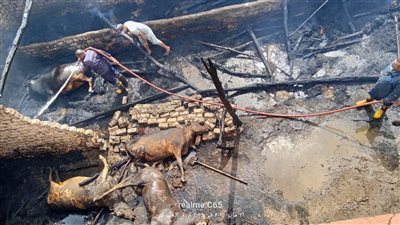 نفوق 13 ماشية فى حريق دوار مواشي بالدقهلية