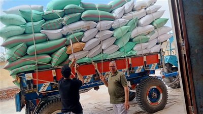 إنتظام توريد القمح المحلي بشون وصوامع البحيرة 