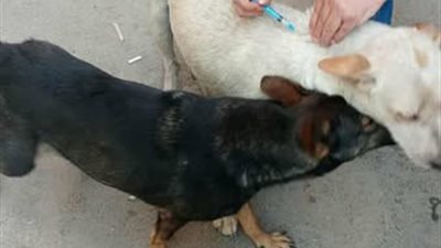 مديرية الطب البيطري تتصدى للكلاب الضالة بالإسكندرية 