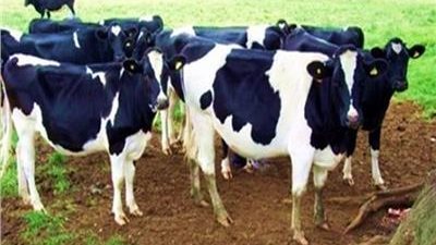 التعاونيات الزراعية مفتاح تعظيم منظومة الإنتاج الحيواني في مصر