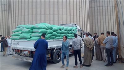 توريد 229 ألف طن من القمح بشون وصوامع الفيوم