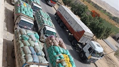 شون وصوامع المنيا تواصل استقبال محصول القمح من المزارعين 