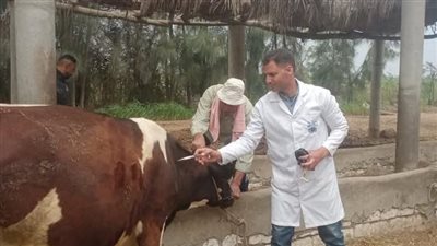 الشرقية تحصّن 814 ألف رأس ماشية ضد الحمى القلاعية والوادي المتصدع