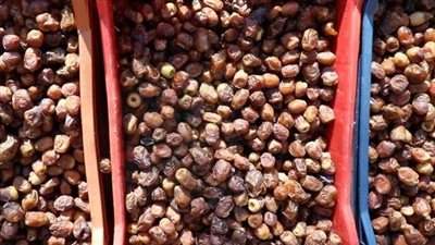 رؤية شاملة لتطوير قطاع النخيل في مصر.. 