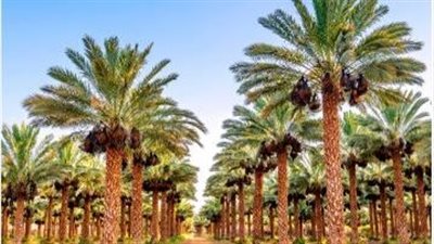 زراعة الأنسجة في النخيل.. رحلة علمية تقودها الدكتورة منى حسن 