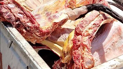 ضبط نصف طن لحوم مجهولة المصدر وغير صالحة للاستهلاك الآدمي بالمنوفية 