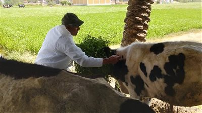 نتائج الحملة القومية الأولى لتحصين الماشية ضد الحمى القلاعية والوادي المتصدع