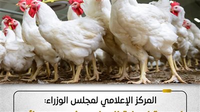 الحكومة: أوضاع مزارع الدواجن مستقرة