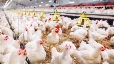 شعبة الدواجن: الأسعار تراجعت بشدة.. ولهذا السبب لا يشعر المواطن بالانخفاض