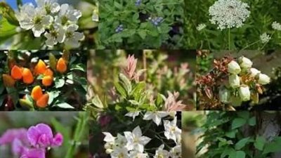 أهمية التقييم البصري في تشخيص نقص المغذيات لدى النباتات