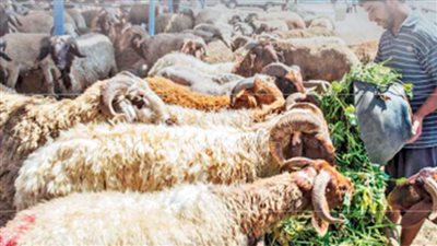 اﻷﺿﺎﺣﻰ.. ﻟﻠﻘﺎدرون ﻋﻠﻴﻬﺎ