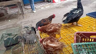 بيطرى الإسكندرية: المدينة خالية من المرض الوبائى للدواجن 