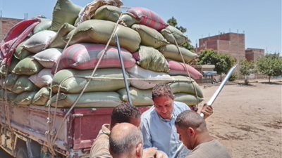  توريد 483 ألف طن قمح لشون وصوامع المنيا 