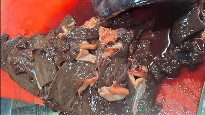 ضبط لحوم فاسدة.. وتحرير محاضر ضد الجزارين المخالفين بالفيوم 