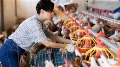 صناعة الدواجن في مصر بين التحديات والفرص.. دعوة لنقد الذات وإصلاح المنظومة