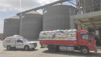 الشرقية تتخطى المستهدف من توريد القمح بـ590 ألف طن 