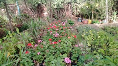 خطط تأمين وخدمات.. الدقهلية تستعد لإستقبال عيد الأضحى المبارك‎