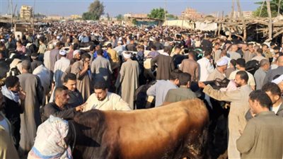 الشرقية ترفع درجة الاستعداد لاستقبال عيد الأضحى المبارك