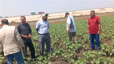 حملات ميدانية لزراعة الشرقية لمكافحة الآفات وتنقية الحيازات استعدادًا للموسم الصيفي