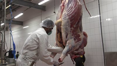 بيطرى البحر الأحمر تستعد لعيد الاضحى ب8 مجازر