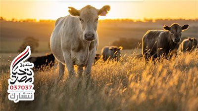 صندوق تحيا مصر يصل لـ 1.5 مليون مستفيد بلحوم الأضاحي.. التفاصيل