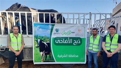 عيد أضحي مبارك.. 45 عجلًا و50 ألف كيلو لحوم للأسر الأكثر احتياجًا بالشرقية 