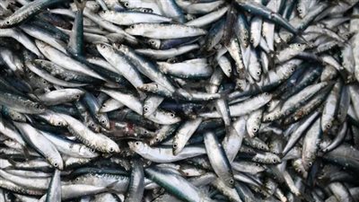 السردين أم سمك الأنشوفة... أيهما أكثر فائدة صحية؟