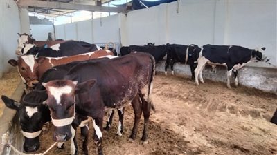 سليمان: توعية المواطنين وإرشادهم بالتوصيات والإجراءات اللازمة عند اختيار الأضاحي السليمة