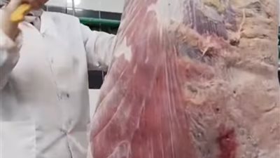 ذبح 8 آلاف عجل على مدار أيام العيد بمجازر البحر الأحمر 