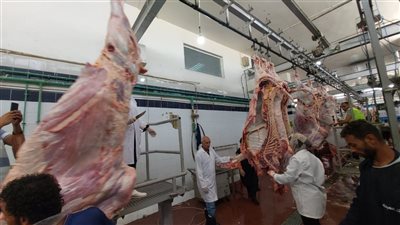 ذبح 1192 رأس متنوعة أول أيام العيد بمجازر البحر الأحمر 