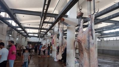 ذبح 327 رأس ماشية بمجازر البحيرة