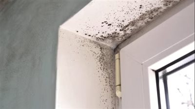 العفن الأسود في المنازل.. أسبابه وأضراره وطرق التخلص منه 