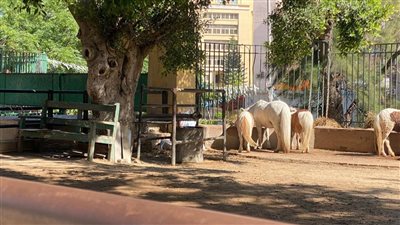 حدائق الحيوان الإقليمية والأسماك بالزمالك استقبلت 38 ألف زائر أول يومين للعيد