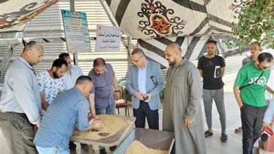 توريد 271 ألف طن قمح بالدقهلية