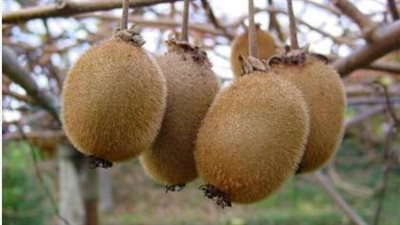 هل ترغب بزراعة فاكهة الكيوي في حديقتك؟