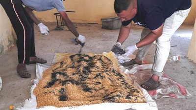 زراعة البحيرة تنتهي من حملة مكافحة القوارض لحماية 164.5 ألف فدان