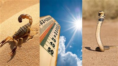 مع حرارة الصيف.. احذر لدغات الثعابين في الحقول والمزارع