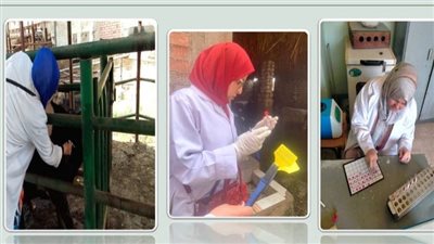 تحصين 3104 رأس ماشية ضد البروسيلا والسل البقرى بالشرقية