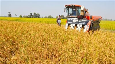 زراعة الإسكندرية تتابع الزراعات الصيفية ومشروعات الترشيد في قرية فلسطين