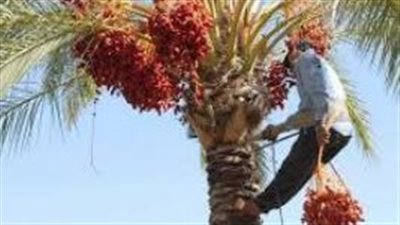 موسم جني التمور يقترب.. أبرز التوصيات لزيادة الإنتاج وحماية المحصول