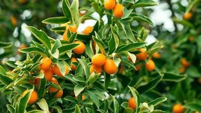 محاصيل الموالح.. رعاية دقيقة لموسم ناجح وإنتاج مميز