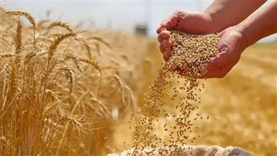 توريد 281613 طن من القمح بالشون والهناجر في الفيوم