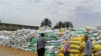 توريد 597 ألف طن قمح محلي إلى شون وصوامع الشرقية 