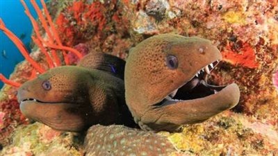 علماء يكتشفون نوع جديد من الثعابين البحرية في أعماق المحيط الأطلسي