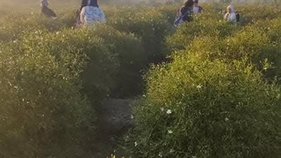 اشتعال أزمة توريد الياسمين  بقرية شبرا بلوله