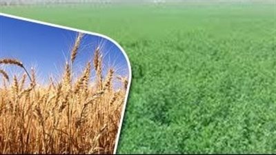 فترة العقد.. مرحلة حاسمة لنجاح إنتاج الموالح في مصر