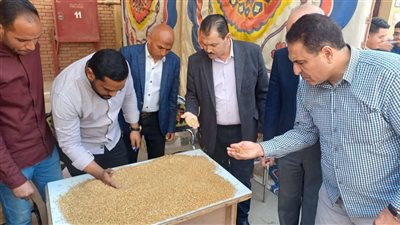 توريد 282 ألف طن قمح لشون وصوامع الفيوم