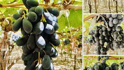 الحجر الزراعي يوقف التعامل مع عدد من الكيانات التصديرية بسبب انتهاك قوانين الملكية الفكرية